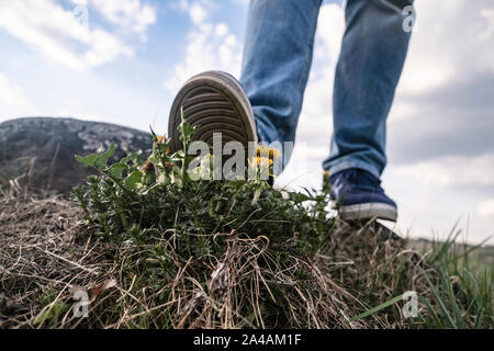 Gamba spietato di un uomo cerca di passo sulla indifesa giallo tarassaco (Taraxacum) contro il Cielo e nubi. Vista dal basso verso l'alto. Close-up. Foto Stock