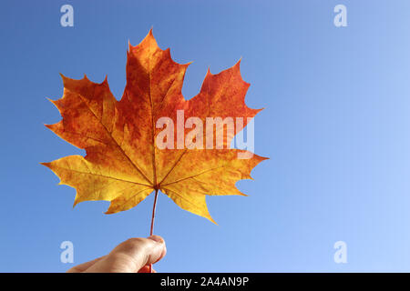 Colore arancio maple leaf, tenuto con una mano, di fronte a un cielo blu chiaro Foto Stock