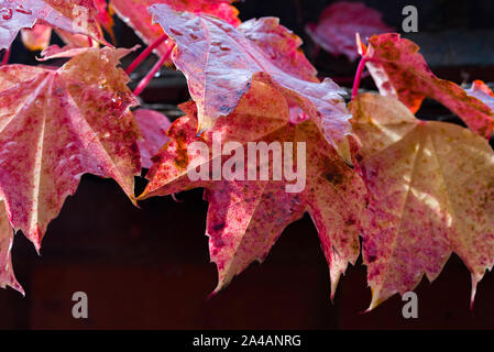 Virginia foglie del superriduttore ( Parthenocissus quinquefolia) in colori autunnali, bagnata dalla pioggia. Foto Stock