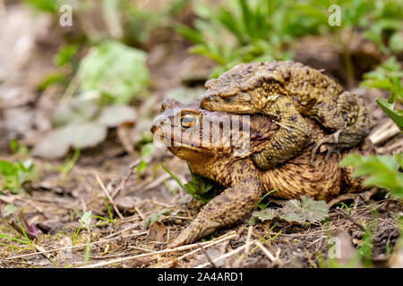 Una coppia di rospi comuni (Bufo bufo) durante la stagione della riproduzione, all'aria aperta. Macro. Close-up. Foto Stock