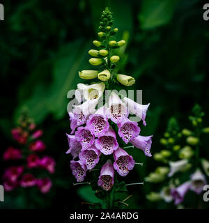 Foxglove flower, Digitalis purpurea (foxglove, comune foxglove, viola foxglove o lady del guanto), Manitoba, Canada. Foto Stock
