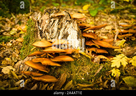 Alcune belle di funghi in autunno la natura della foresta Foto Stock
