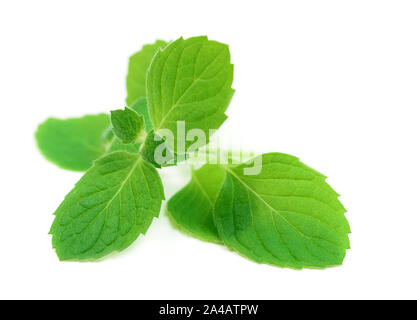 Crudo fresco di foglie di menta isolati su sfondo bianco Foto Stock