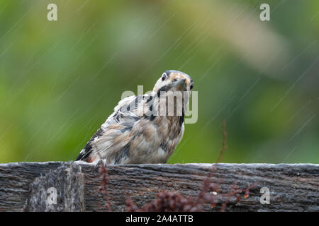 Picchio rosso maggiore (Dendrocopos major) in heavy rain guardando molto bagnato, REGNO UNITO Foto Stock