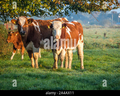 Vacche da latte nelle Alpi su un pascolo Foto Stock