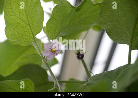 I fiori sbocciano in un commerciale crescente tunnelhouse melanzana, melanzana, o brinjal (Solanum melongena) per il mercato all'ingrosso. Foto Stock