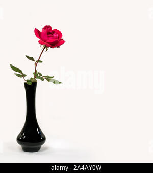 Single Red Rose in vaso nero isolato su sfondo bianco Foto Stock