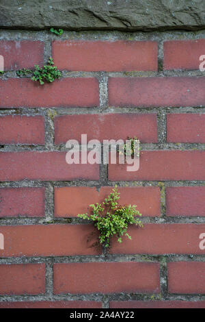 Un muro di mattoni con piante che crescono su di esso. Sfondo e texture. Foto Stock