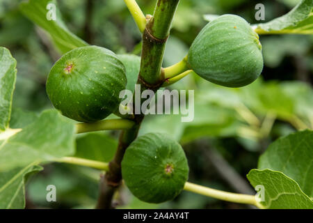 46/5000fichi verdi nella struttura ad albero. Chiudere la fotografia Foto Stock