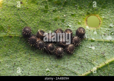 Bronze Shieldbug uova su foglie di betulla. Tipperary, Irlanda Foto Stock