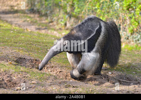 Primo piano della Giant Anteater (Myrmecophaga tridactyla) passeggiate sull'erba Foto Stock