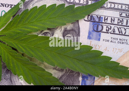 Primo piano di foglie di cannabis su United States Dollar Bills isolati su sfondo bianco. Foto Stock