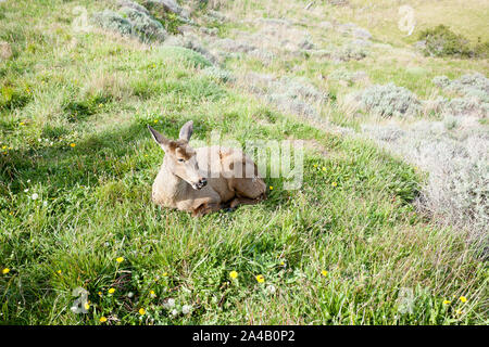Sud Andino cervi seduto su erba, Cile. Guemal meridionale. Huemul cileno. Specie Minacciate Foto Stock