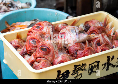 Testa di Pesce rosso con occhi grandi nel vassoio. Spreco di cibo nel ristorante Giapponese al mercato del pesce. Foto Stock