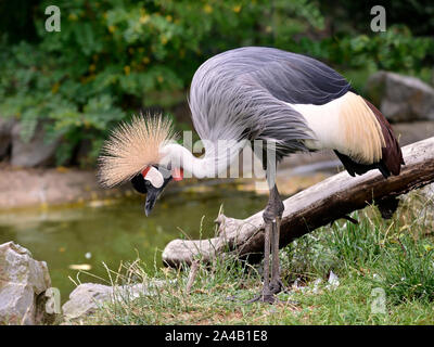 Primo piano di Nero Crowned Crane (Balearica pavonina) visto dal profilo Foto Stock