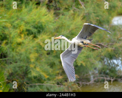 Airone cinerino (Ardea cinerea) in volo visto dal di sotto, in Camargue è una regione naturale si trova a sud di Arles, Francia, Foto Stock