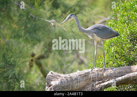 Airone cinerino (Ardea cinerea) arroccato nella struttura ad albero visto dal profilo, in Camargue è una regione naturale si trova a sud di Arles, Francia Foto Stock