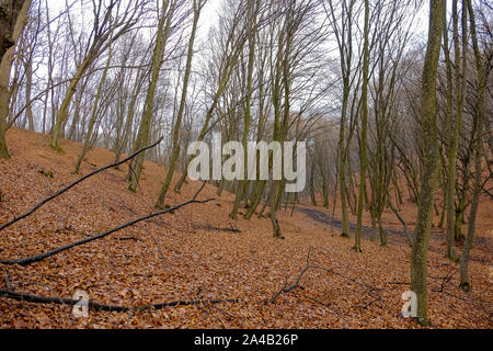 Hoia Baciu Forest. Il mondo più ossessionato Foresta con una reputazione per molti intensa attività paranormali. Foto Stock