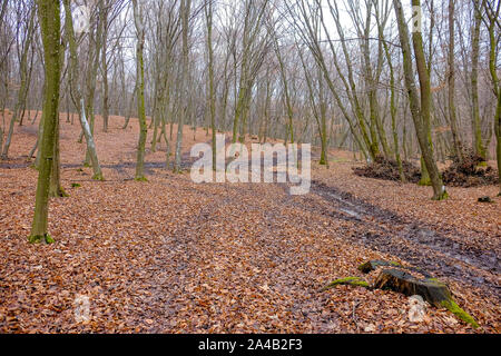 Hoia Baciu Forest. Il mondo più ossessionato Foresta con una reputazione per molti intensa attività paranormali. Foto Stock