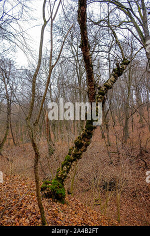 Hoia Baciu Forest. Il mondo più ossessionato Foresta con una reputazione per molti intensa attività paranormali. Foto Stock