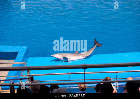 Spettacolo di Delfini al acquario oceanografico presso la Città delle Arti e delle Scienze di Valencia, Spagna Foto Stock