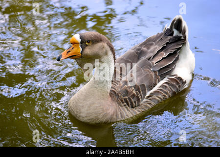 Closeup swan goose (Anser cygnoides) sull'acqua Foto Stock