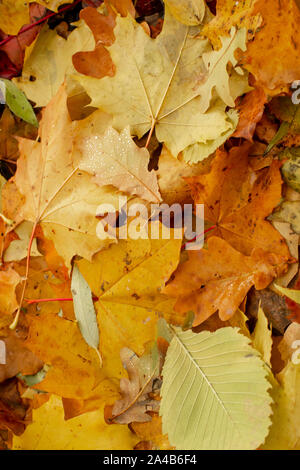 Texture di caduta foglie di diverse specie di alberi sul terreno.