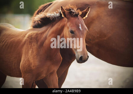 Una baia di colt con un punto bianco sulla sua fronte si erge accanto a sua madre sotto la luce diretta del sole. Foto Stock