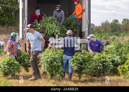 Paw Paw, Michigan - Lavoratori canapa raccolta in corrispondenza della zampa della zampa della canapa società. Molti coltivatori americani raccolti il loro primo raccolto nel 2019 dopo la coltivazione della canapa è stata Foto Stock