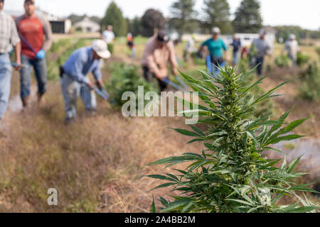 Paw Paw, Michigan - Lavoratori canapa raccolta in corrispondenza della zampa della zampa della canapa società. Molti coltivatori americani raccolti il loro primo raccolto nel 2019 dopo la coltivazione della canapa è stata Foto Stock