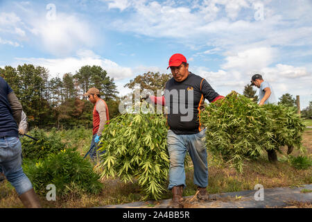 Paw Paw, Michigan - Lavoratori canapa raccolta in corrispondenza della zampa della zampa della canapa società. Molti coltivatori americani raccolti il loro primo raccolto nel 2019 dopo la coltivazione della canapa è stata Foto Stock