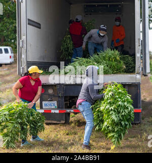 Paw Paw, Michigan - Lavoratori canapa raccolta in corrispondenza della zampa della zampa della canapa società. Molti coltivatori americani raccolti il loro primo raccolto nel 2019 dopo la coltivazione della canapa è stata Foto Stock