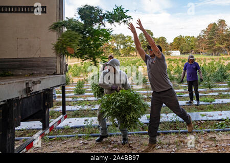 Paw Paw, Michigan - Lavoratori canapa raccolta in corrispondenza della zampa della zampa della canapa società. Molti coltivatori americani raccolti il loro primo raccolto nel 2019 dopo la coltivazione della canapa è stata Foto Stock