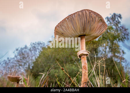 Autunno con la bellissima 'parasol mushroom latino nome 'Macrolepiota procerain' Foto Stock