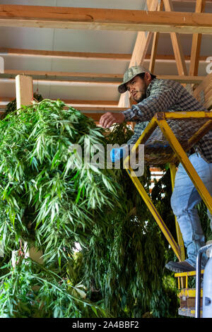 Paw Paw, Michigan - Dopo la raccolta di piante di canapa in corrispondenza della zampa della zampa della canapa Company, lavoratori Appendere le piante in un granaio per asciugare. Molti coltivatori americani harveste Foto Stock