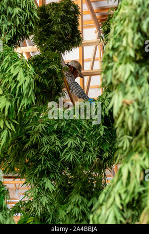 Paw Paw, Michigan - Dopo la raccolta di piante di canapa in corrispondenza della zampa della zampa della canapa Company, lavoratori Appendere le piante in un granaio per asciugare. Molti coltivatori americani harveste Foto Stock