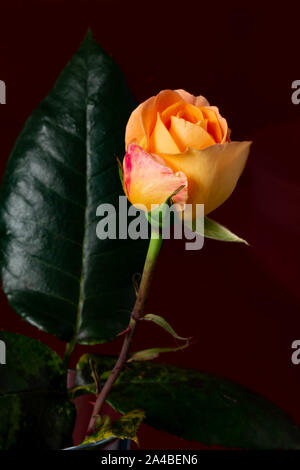 Tagliare, fioritura bud di Whisky Mac Rosa Tea davanti a uno sfondo rosso Foto Stock