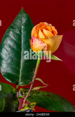 Tagliare, fioritura bud di Whisky Mac Rosa Tea davanti a uno sfondo rosso Foto Stock