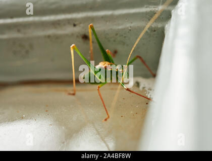 Verde vivace maschio Bush-Cricket screziato (Leptophyes Punctatissima) strisciando attraverso una porta di legno. Foto Stock