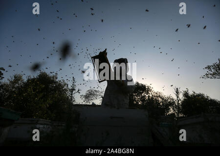 La striscia di Gaza. Xiii oct, 2019. Palestinesi apicoltore femmina Samar Elbaa controlla un alveare presso la sua famiglia Fattoria api nel nord della Striscia di Gaza città di Beit Hanoun, 13 ottobre, 2019. Samar Elbaa, 28, ha iniziato a lavorare nel settore dell'apicoltura per la riabilitazione della sua famiglia Fattoria api, che è stato distrutto dalle forze israeliane nel 2006. Come la prima ragazza nella Striscia di Gaza a lavorare come un apicoltore ha iniziato con 30 alveari e presto aumentato a 50 presso la sua azienda. Credito: Mohammed Dahman/Xinhua/Alamy Live News Foto Stock