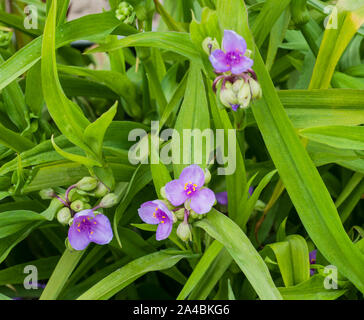 Tradescantia virginiana in un gruppo di fiori e boccioli.Impostare sullo sfondo di foglie. Foto Stock