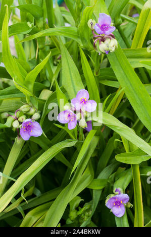 Tradescantia virginiana in un gruppo di fiori e boccioli.Impostare sullo sfondo di foglie. Foto Stock