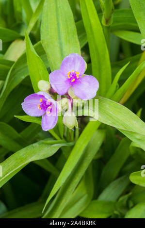 Tradescantia virginiana in un gruppo di due fiori e boccioli.Impostare sullo sfondo di foglie. Foto Stock