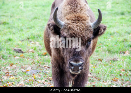 Close-up di un bisonte europeo, latino Bison bonasus Foto Stock
