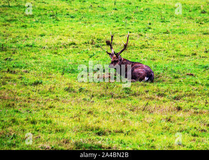 Vista di un Dybowski cervi, latino Cervus nippon hortulorum Foto Stock