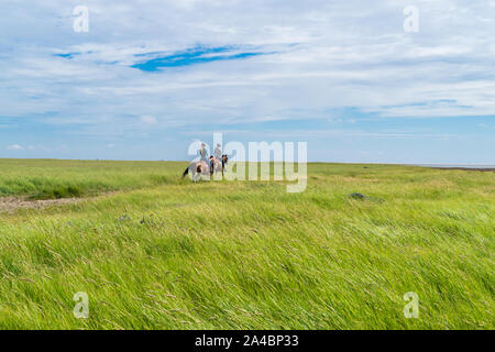 Passeggiate a cavallo nelle paludi salmastre del Mare del Nord Foto Stock