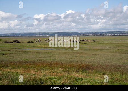 L'estuario del Loughor e la penisola del North Gower da Penclawydd, Galles UK, con mandria di cavalli selvatici di palude. Paesaggio di salmastre costiere gallesi Foto Stock