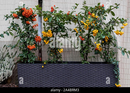 Diverse varietà di crescente pyracantha, pittoresco sfondo colorato Foto Stock