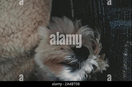 Un cane faccia il lato giù Foto Stock