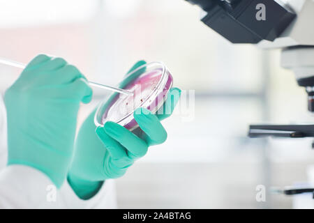 Close up di un irriconoscibile donna scienziato holding capsula petri con il campione di test durante il lavoro in laboratorio, spazio di copia Foto Stock